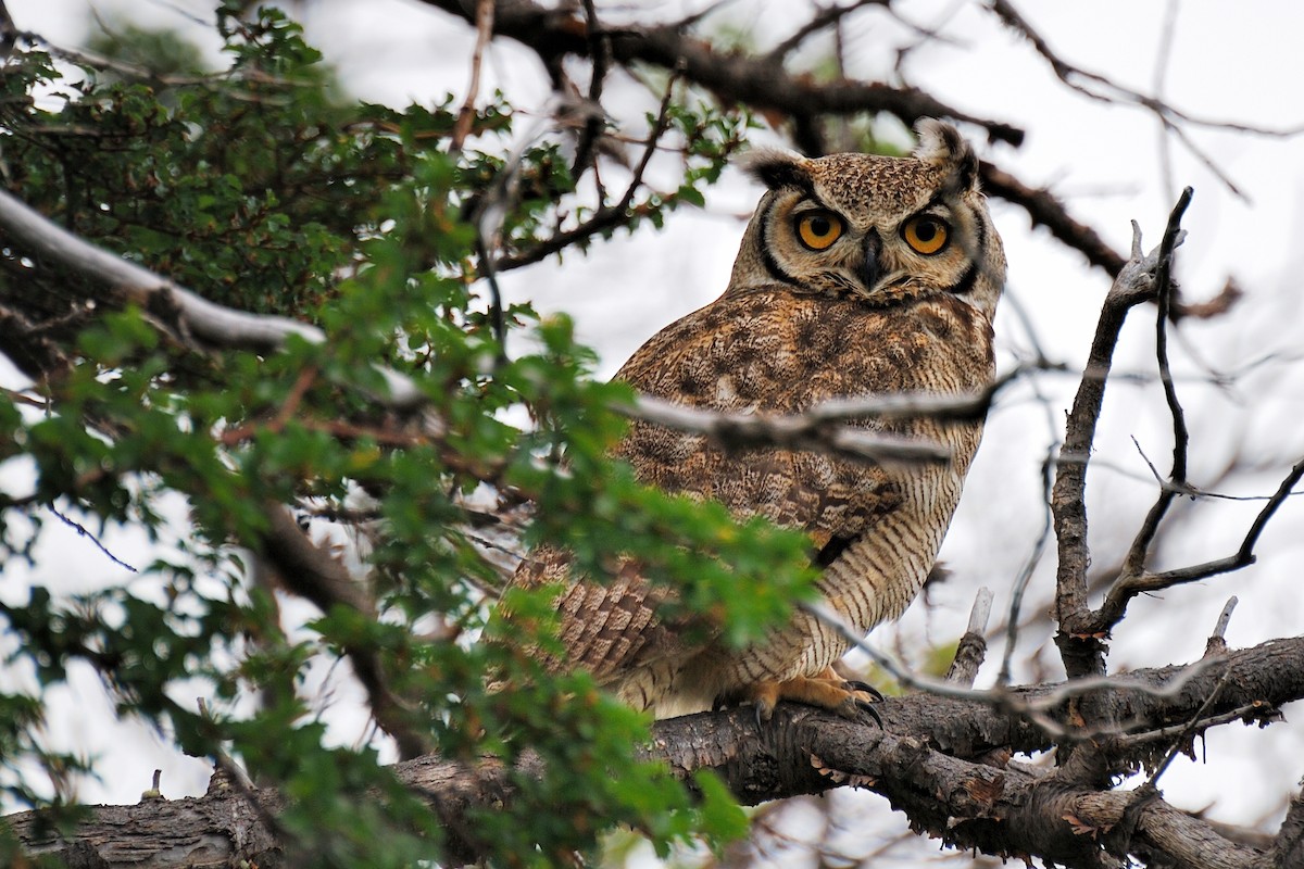 Lesser Horned Owl - ML342138951
