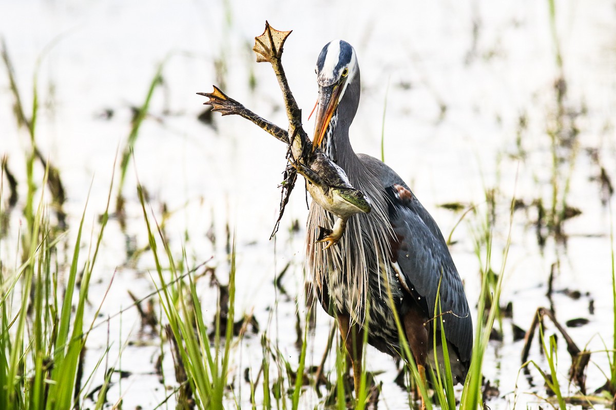 Great Blue Heron - Marie O'Shaughnessy