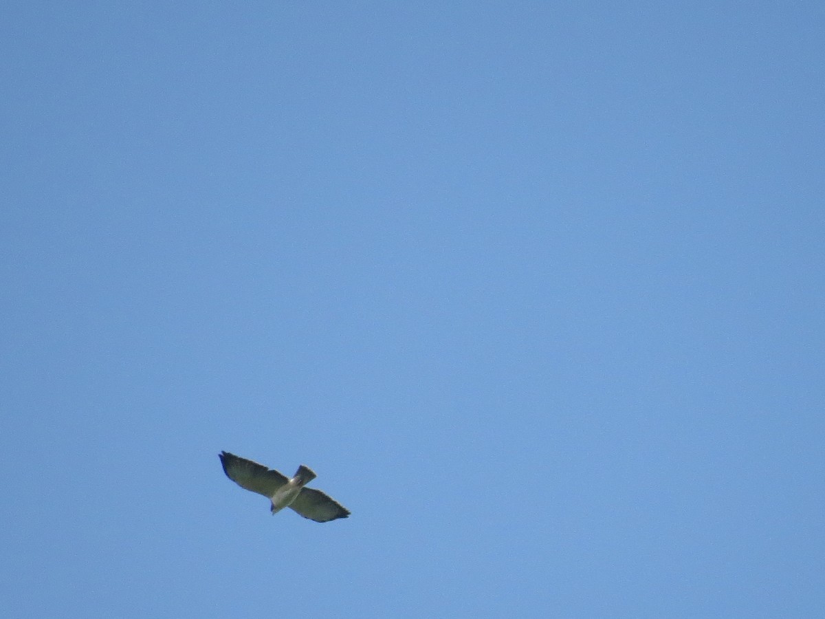 Short-tailed Hawk - Oveth Fuentes