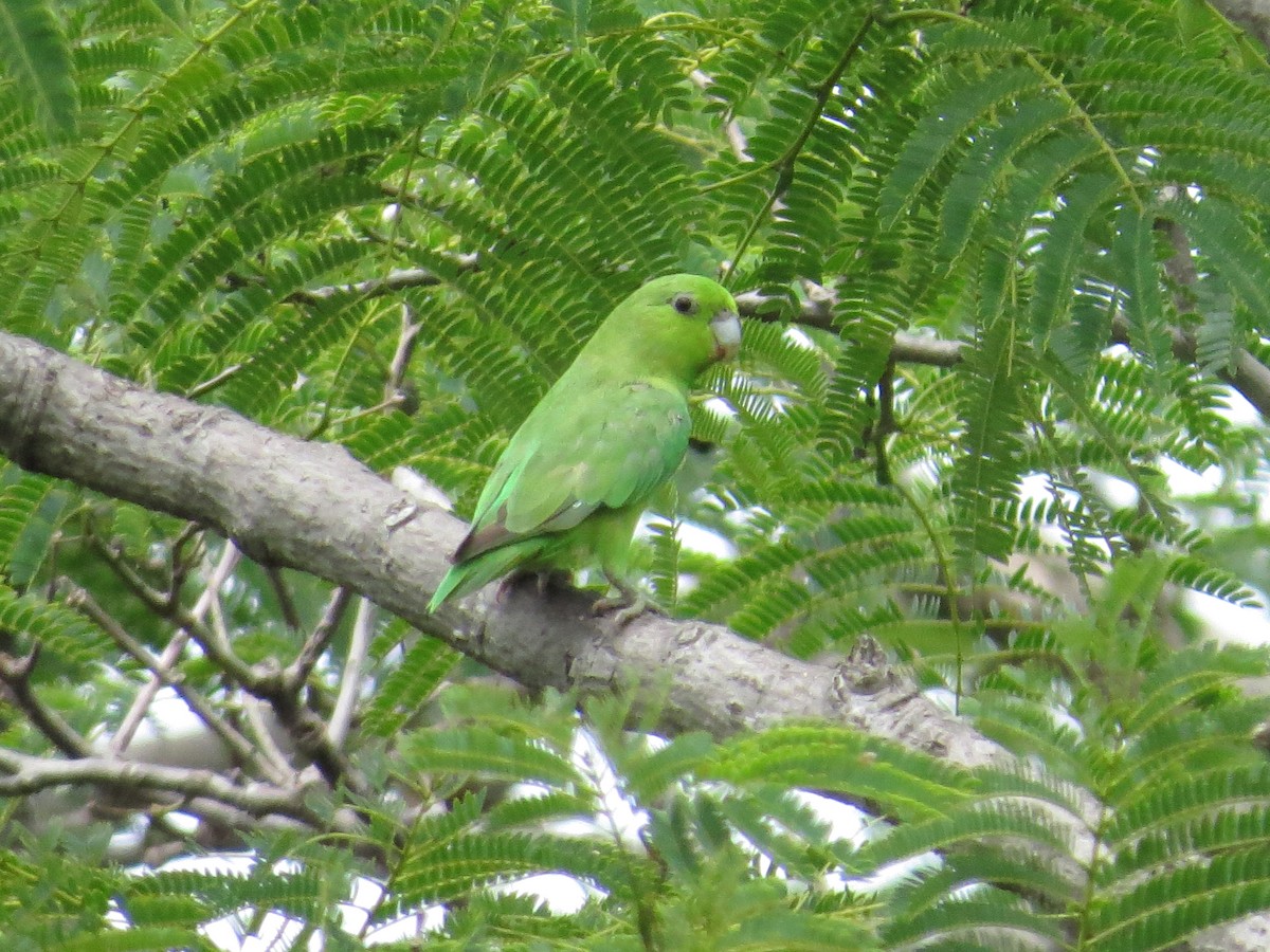 Mexican Parrotlet - ML34214661