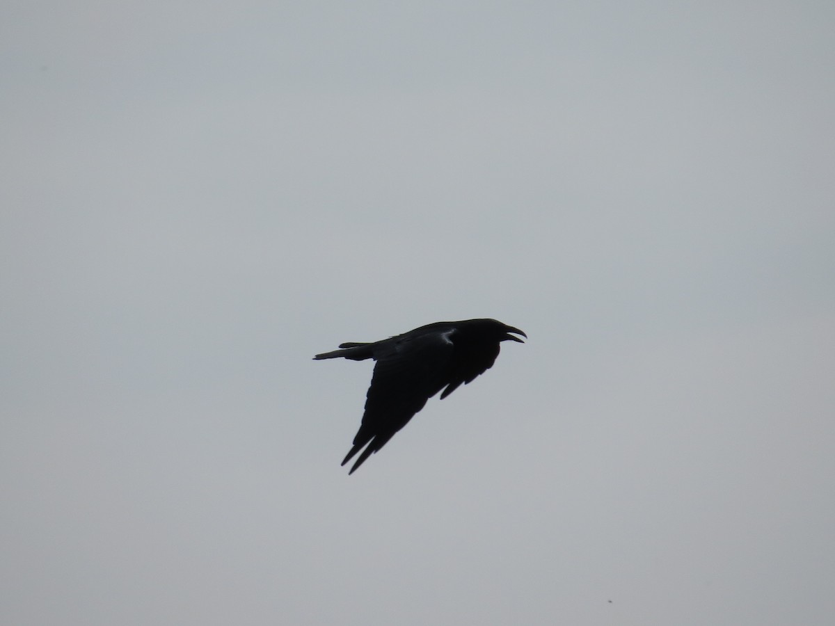 Common Raven - Oveth Fuentes