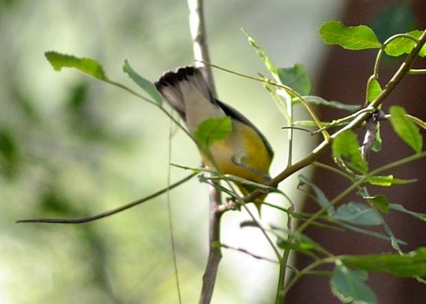 Prothonotary Warbler - Alan Seelye-James