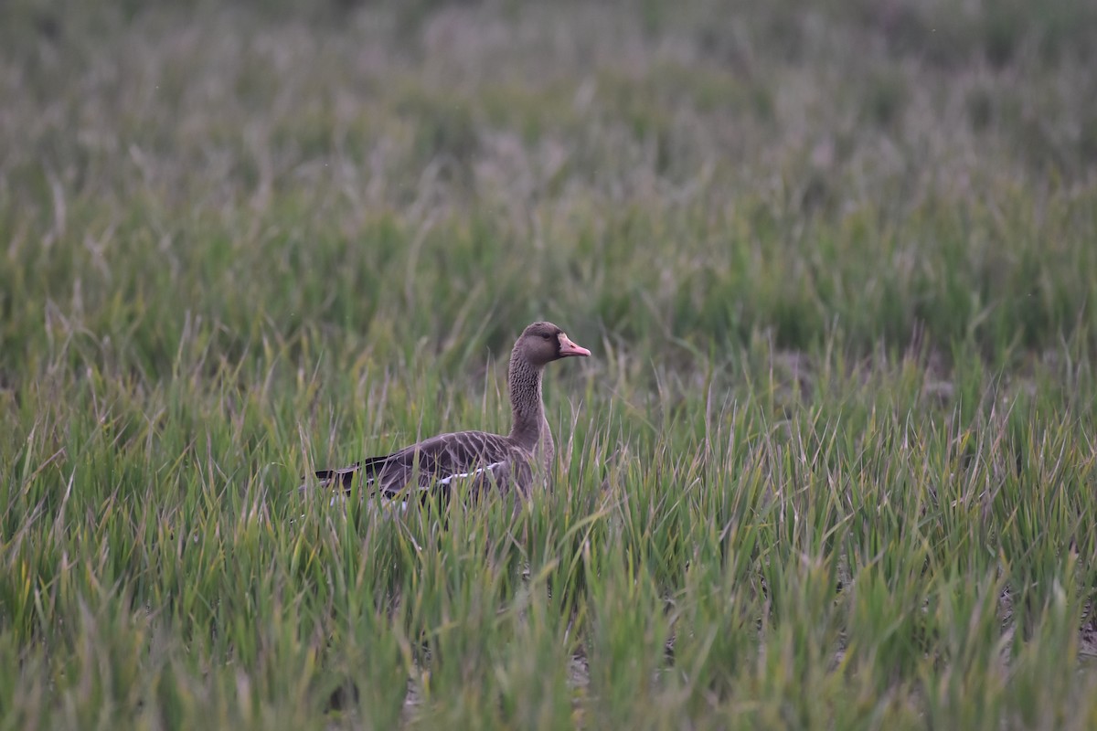 Greater White-fronted Goose - Chun-Chieh Liang