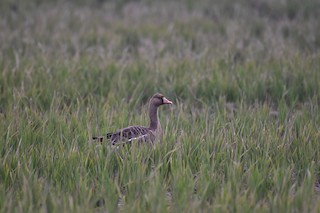 Greater White-fronted Goose, ML342150551