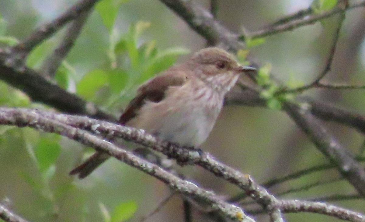 Spotted Flycatcher - Alfonso Luengo
