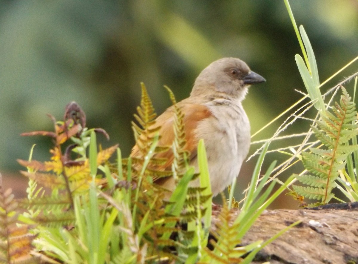 Northern Gray-headed Sparrow - ML342152451