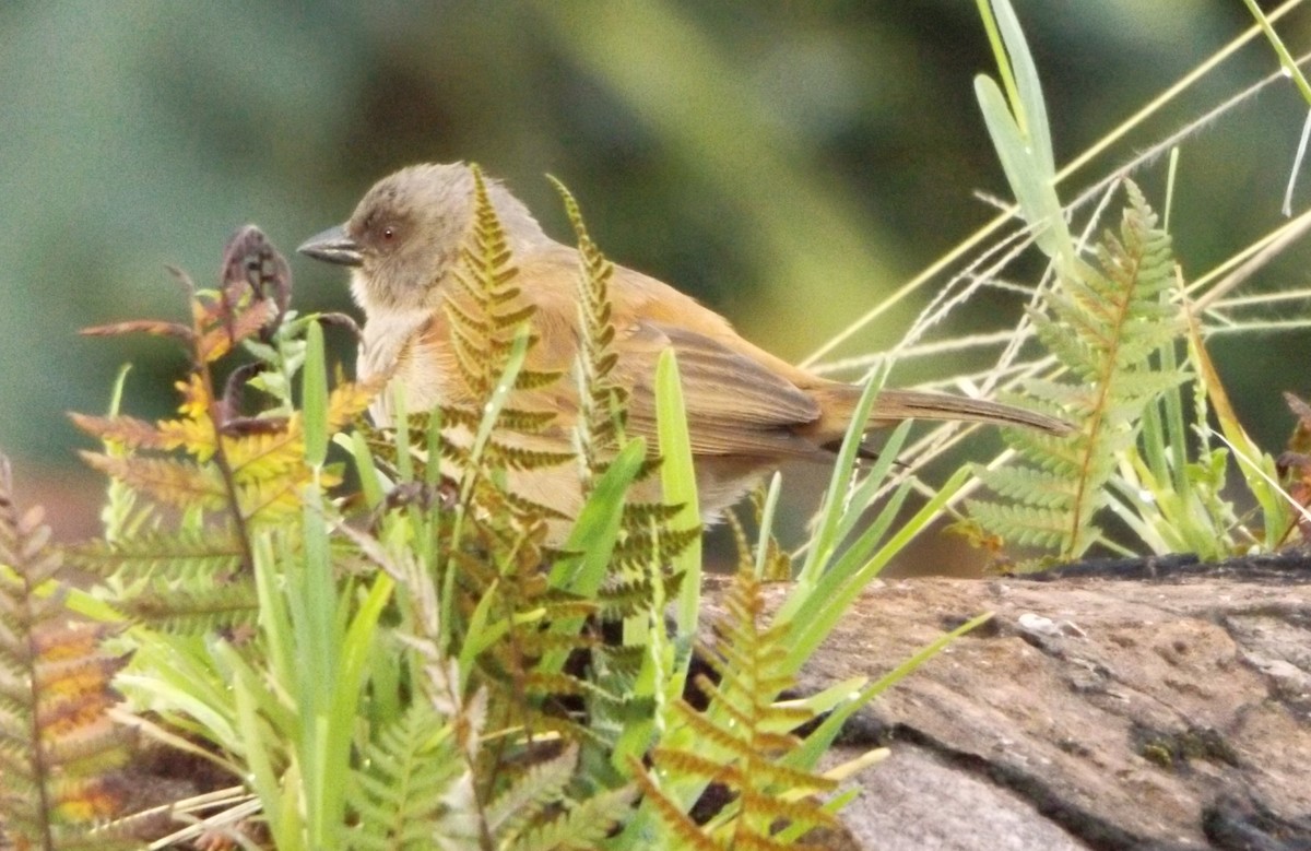 Northern Gray-headed Sparrow - ML342152461