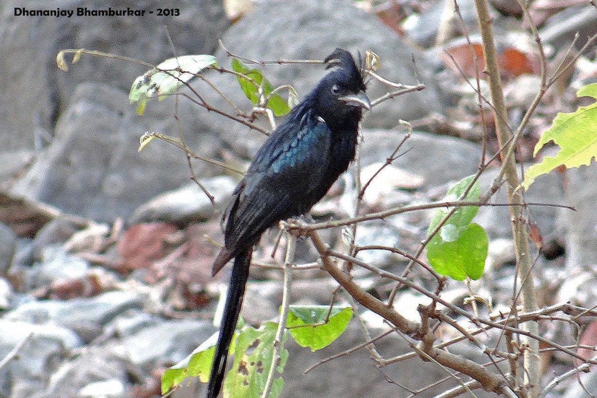 Greater Racket-tailed Drongo - ML342155181
