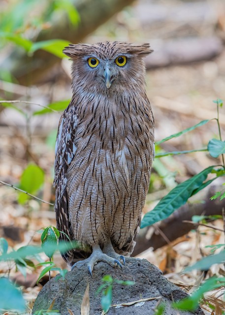Brown Fish-Owl