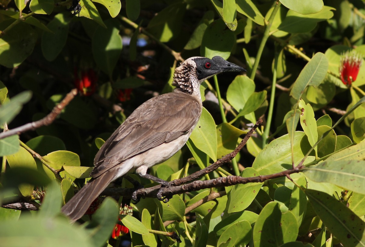 Silver-crowned Friarbird - Chris Wiley