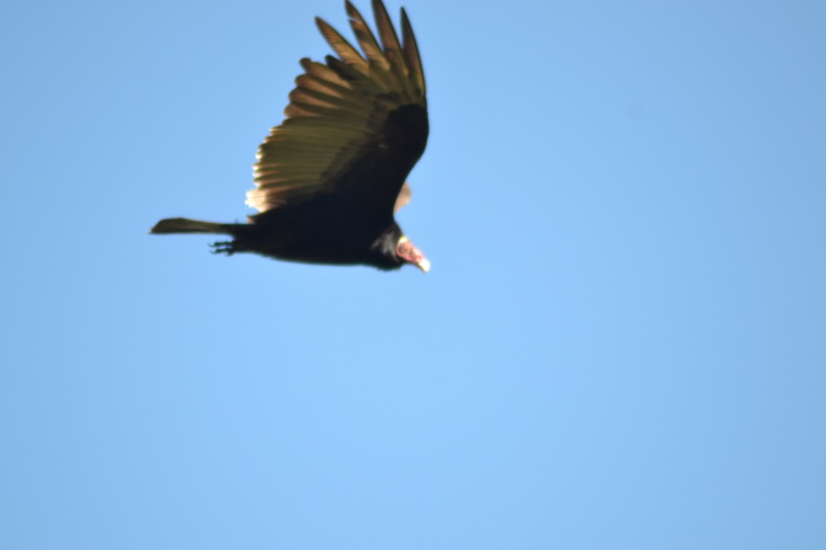 Turkey Vulture - ML342161641
