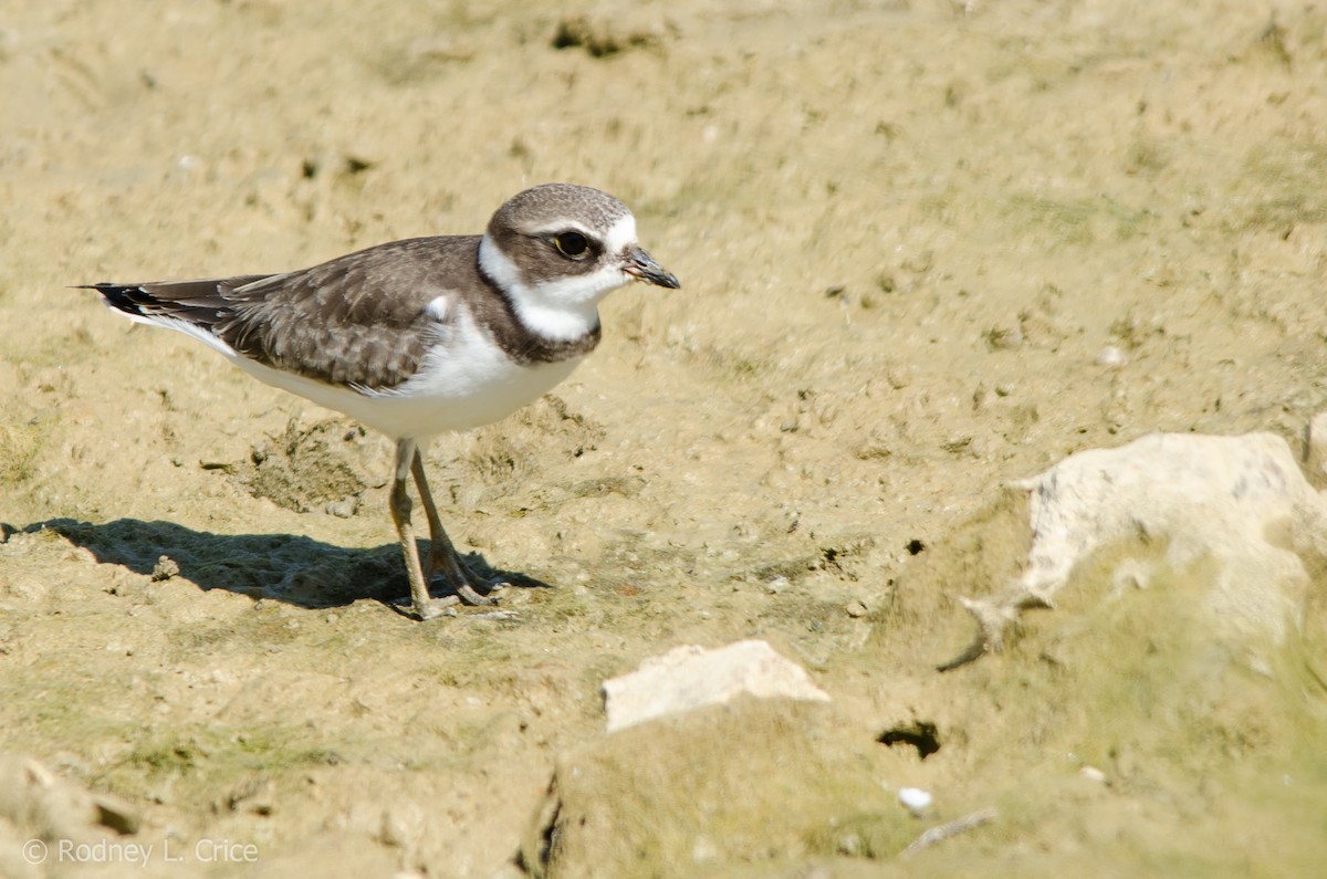Semipalmated Plover - ML34216471