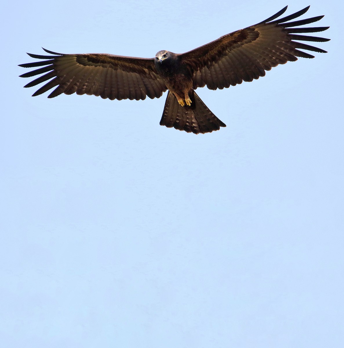 Black Eagle - Roshan  Kamath