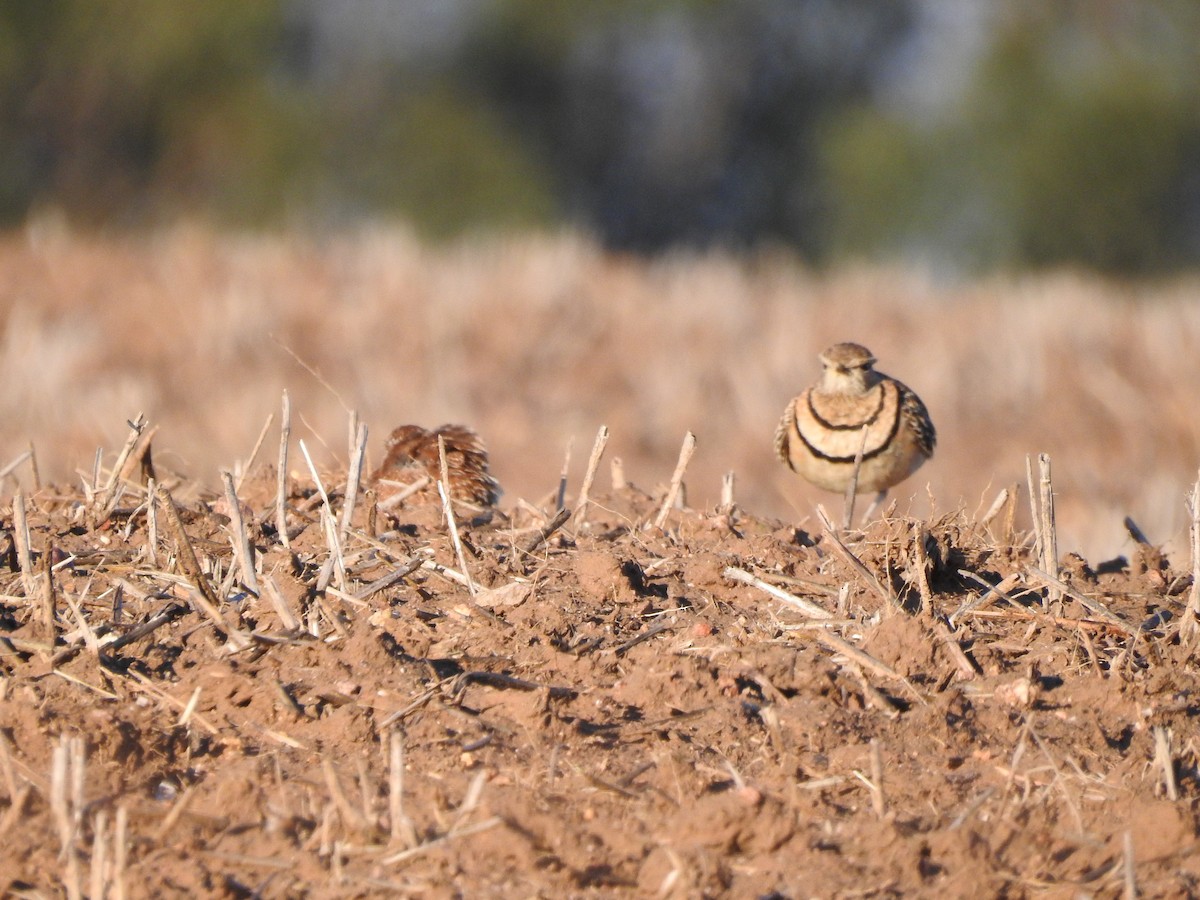 Double-banded Courser - ML342167101