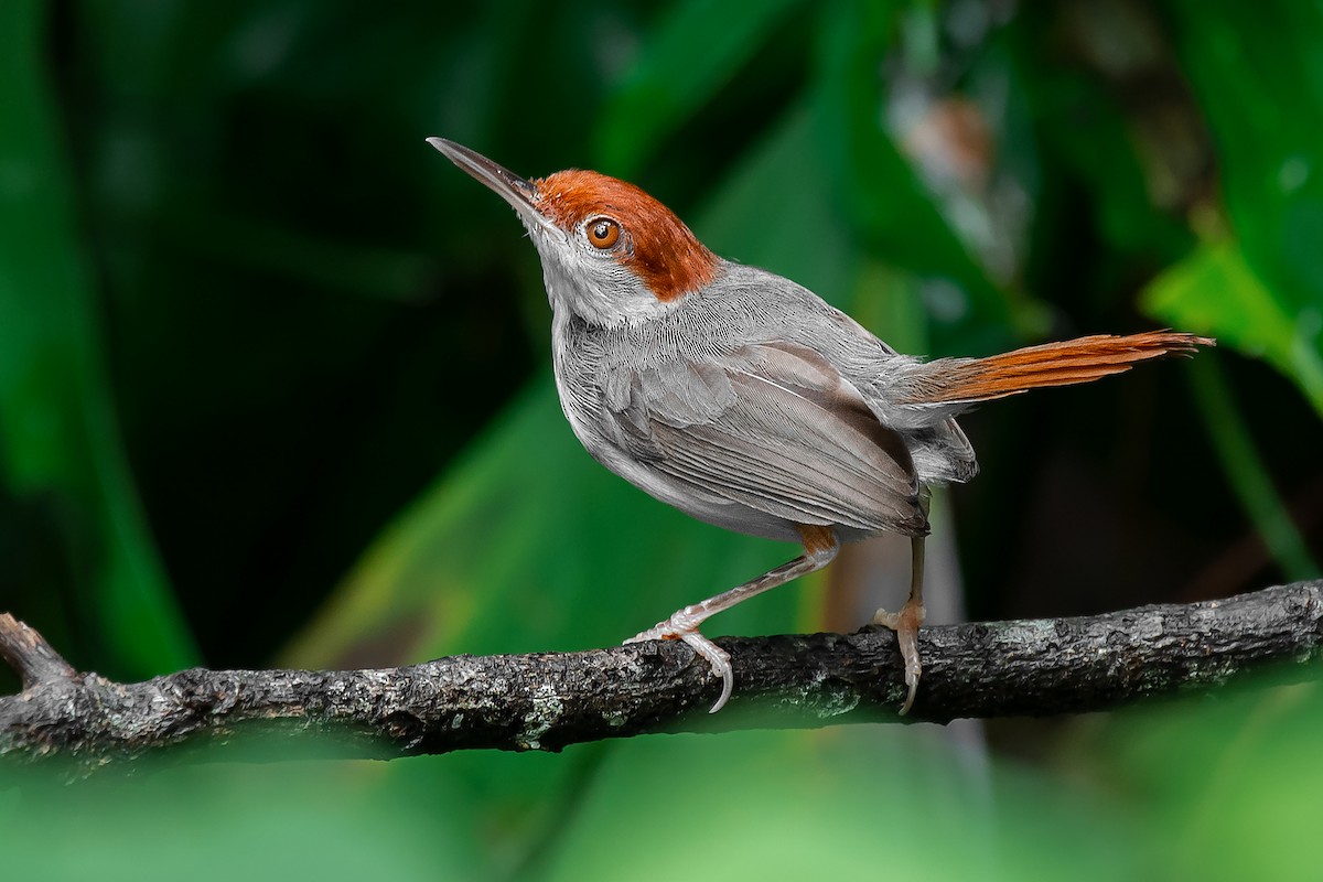 Rufous-tailed Tailorbird - Natthaphat Chotjuckdikul