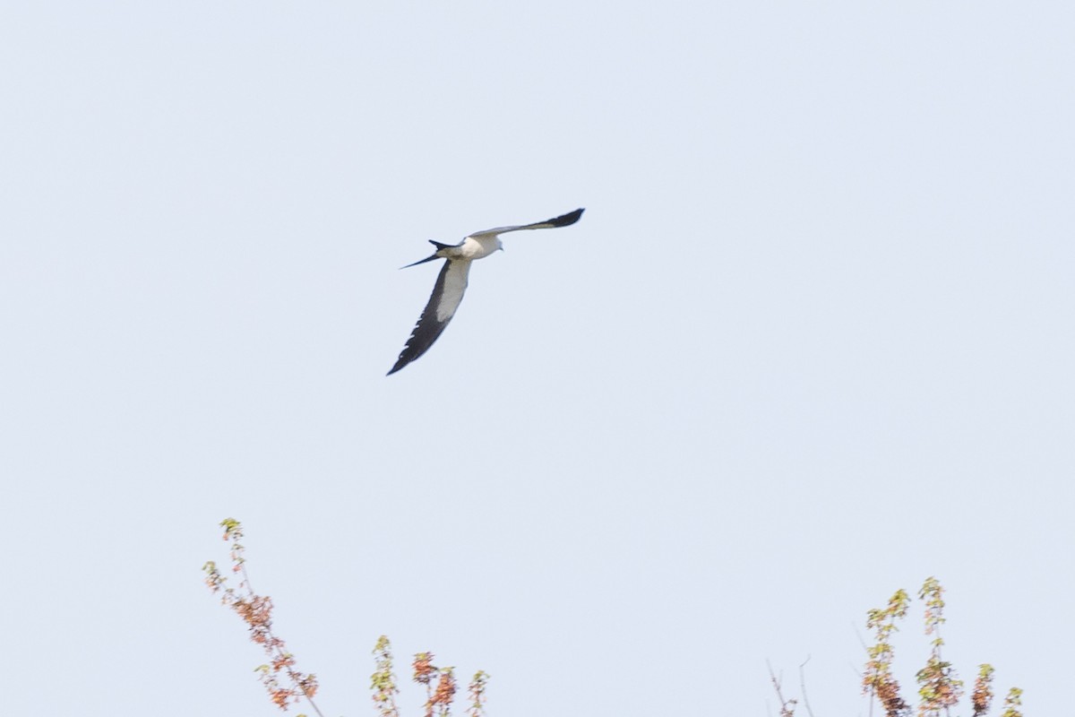 Swallow-tailed Kite - Lyall Bouchard