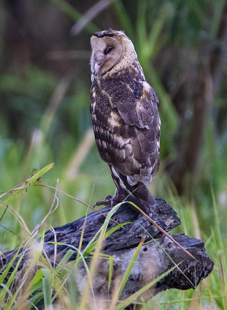 Australasian Grass-Owl - John Ricarte