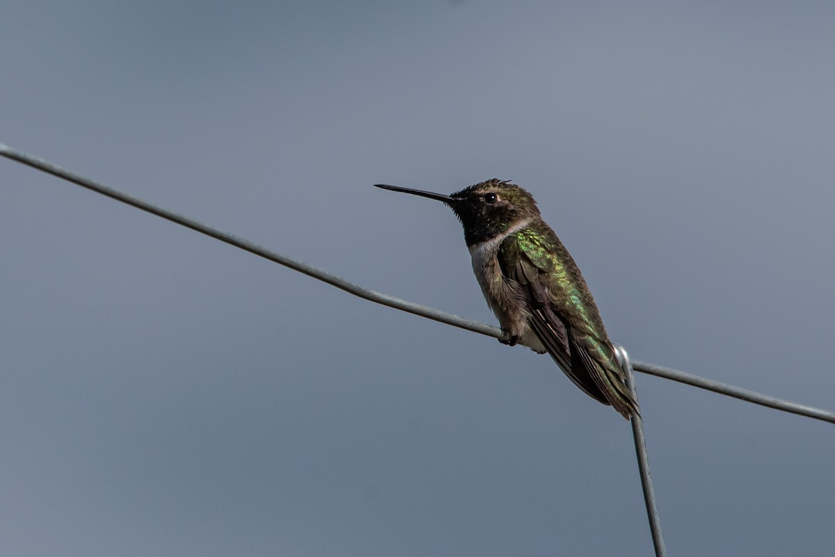 Black-chinned Hummingbird - ML342178731