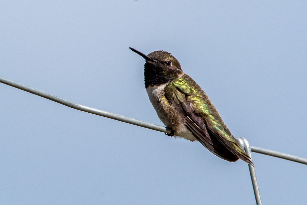 Black-chinned Hummingbird - ML342178741