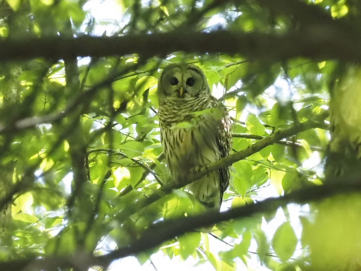 Barred Owl - ML342184401