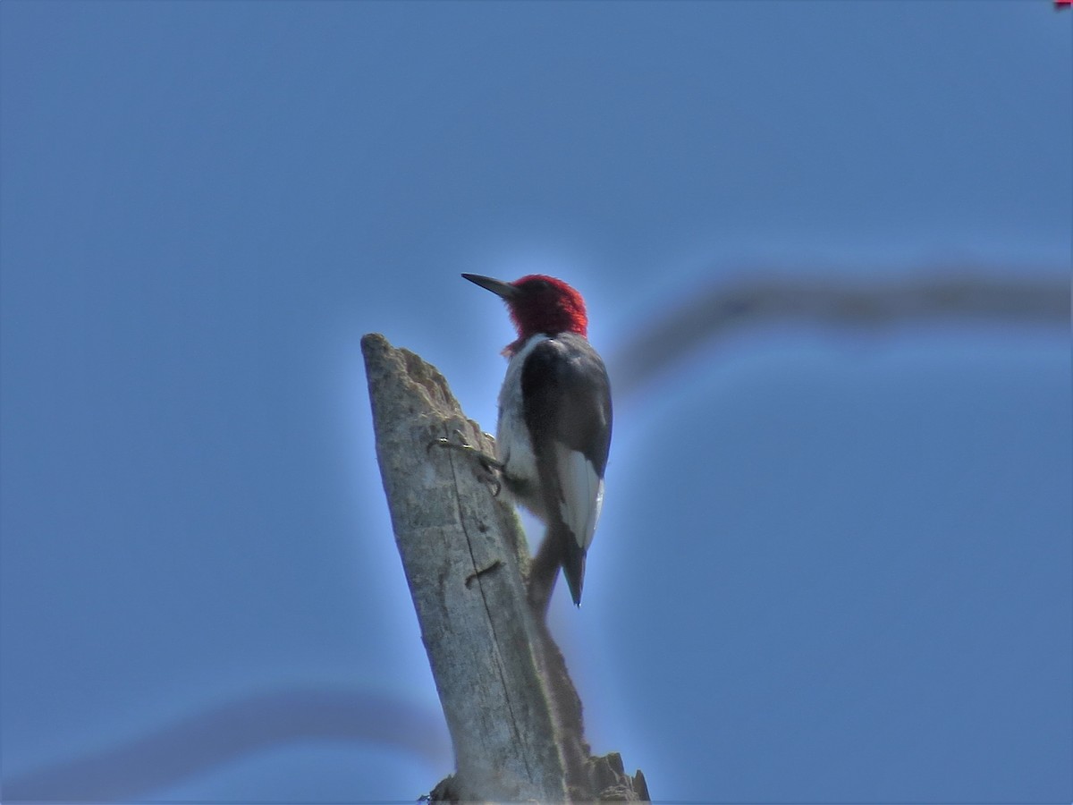 Red-headed Woodpecker - John Mackin