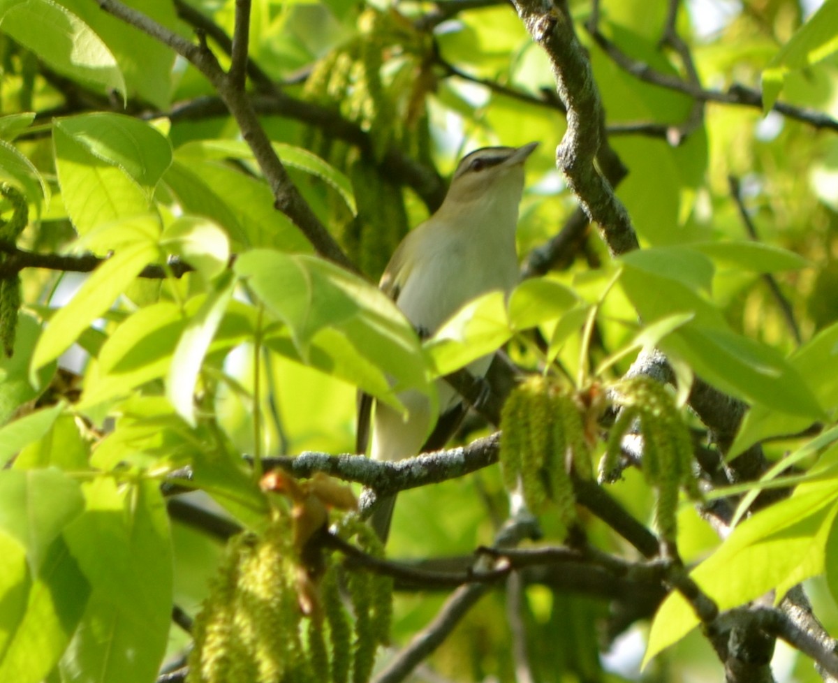 Red-eyed Vireo - Chris Tessaglia-Hymes
