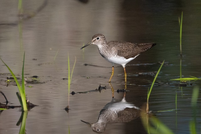 Solitary Sandpiper