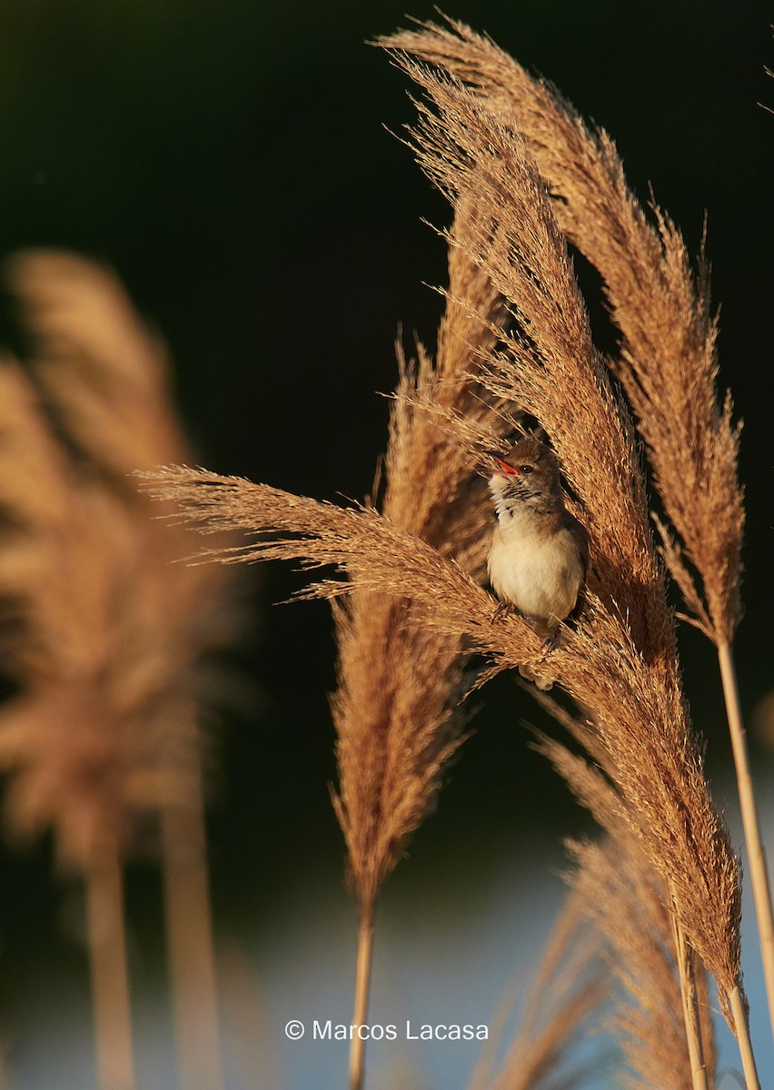Great Reed Warbler - Marcos Lacasa