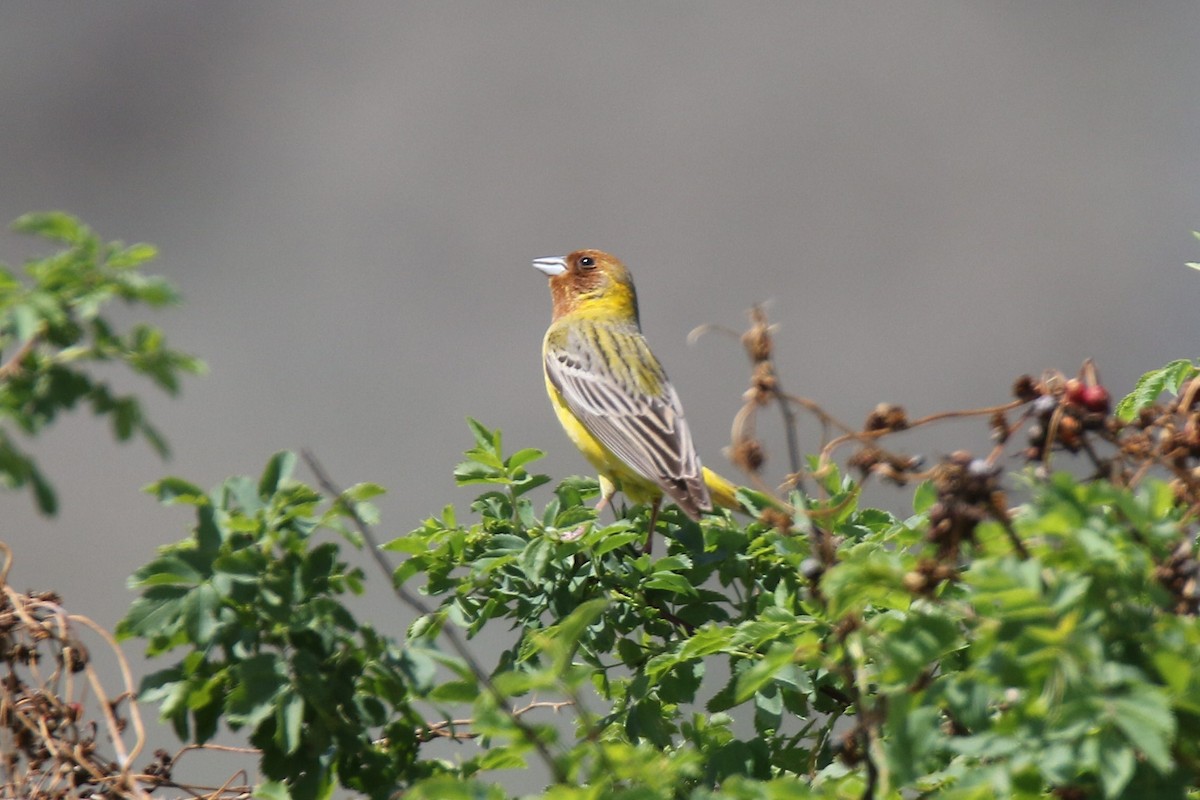 Red-headed Bunting - ML342195661