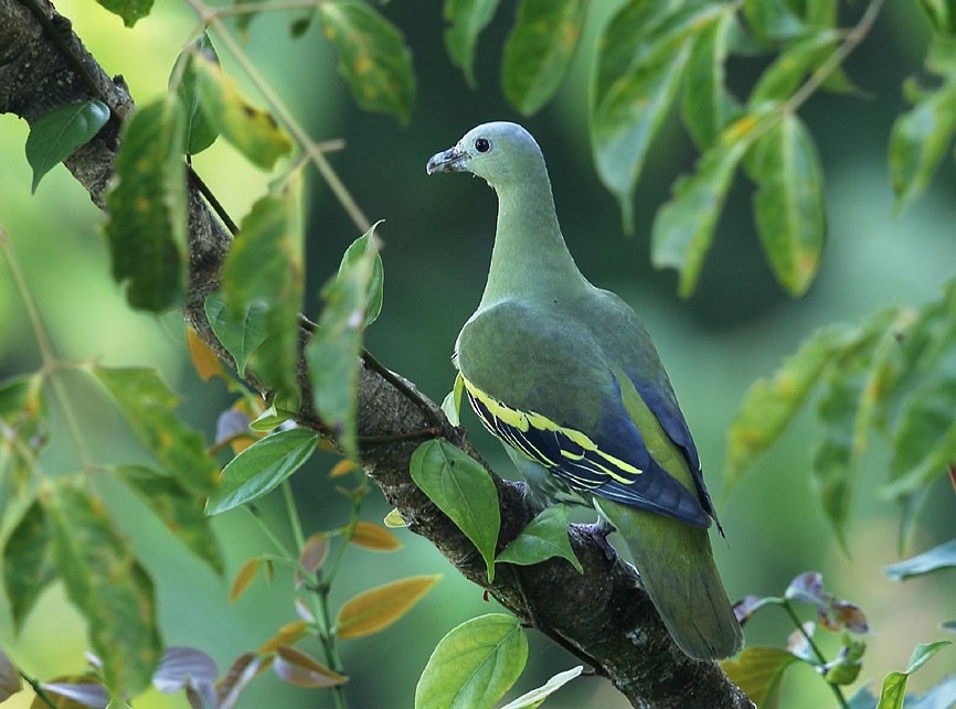 Andaman Green-Pigeon - ML342197761