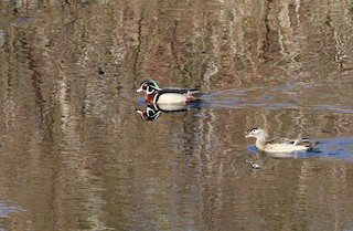 Wood Duck, ML342199251