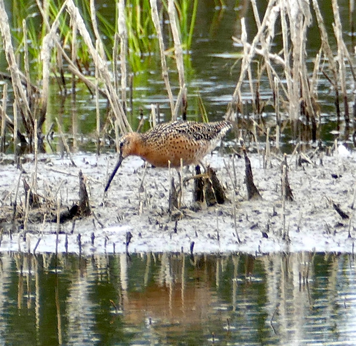 Short-billed Dowitcher - Dave Trochlell