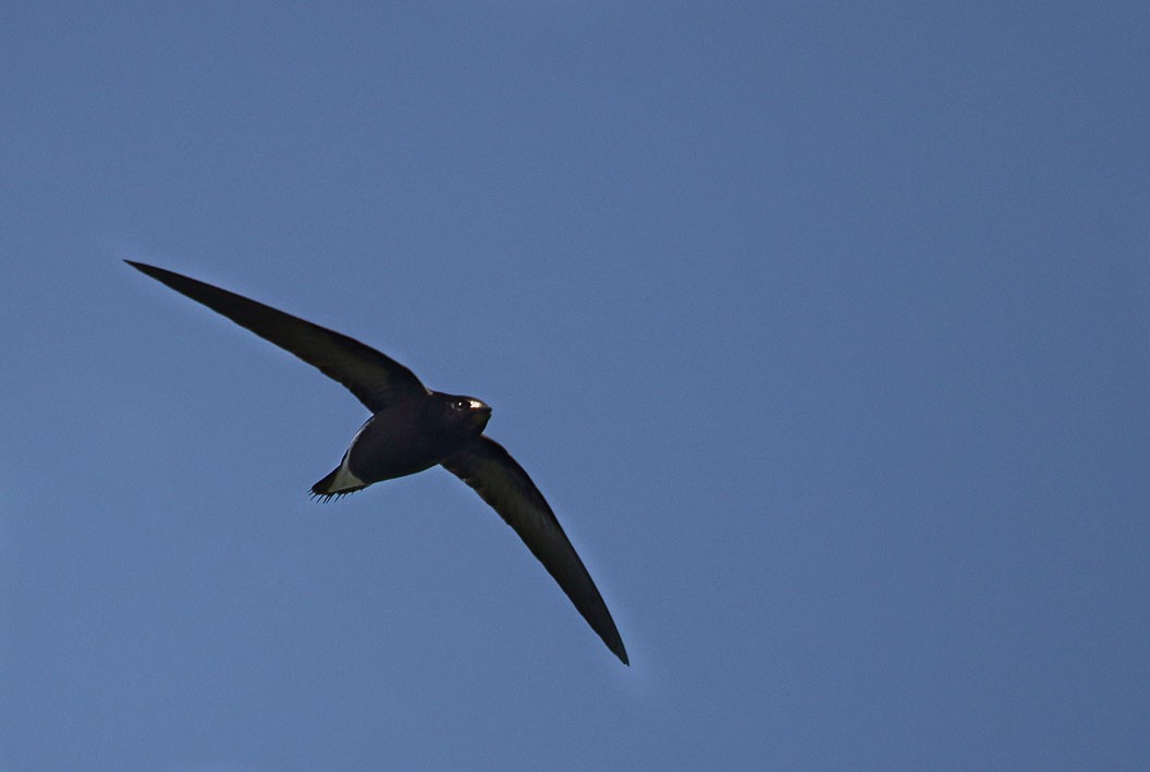 Brown-backed Needletail - ML342205391
