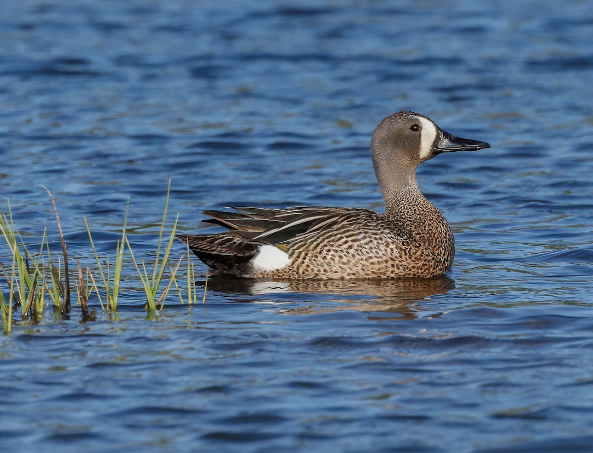 Blue-winged Teal - ML342205721