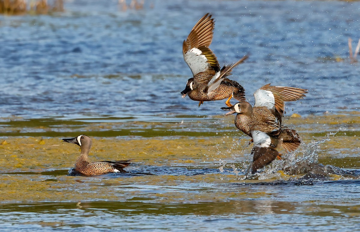 Blue-winged Teal - ML342205811