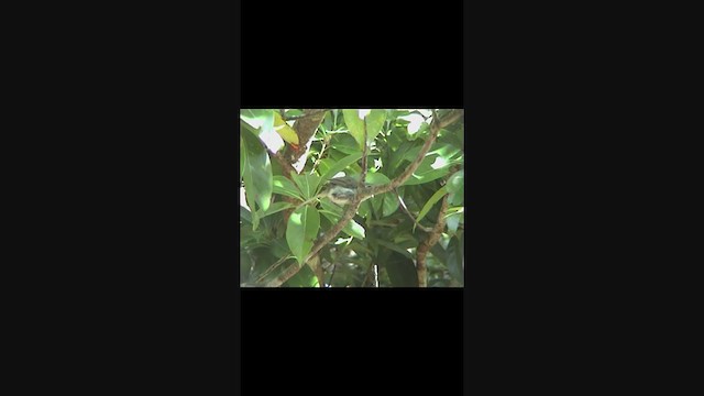 Japanese Bush Warbler - ML342208281