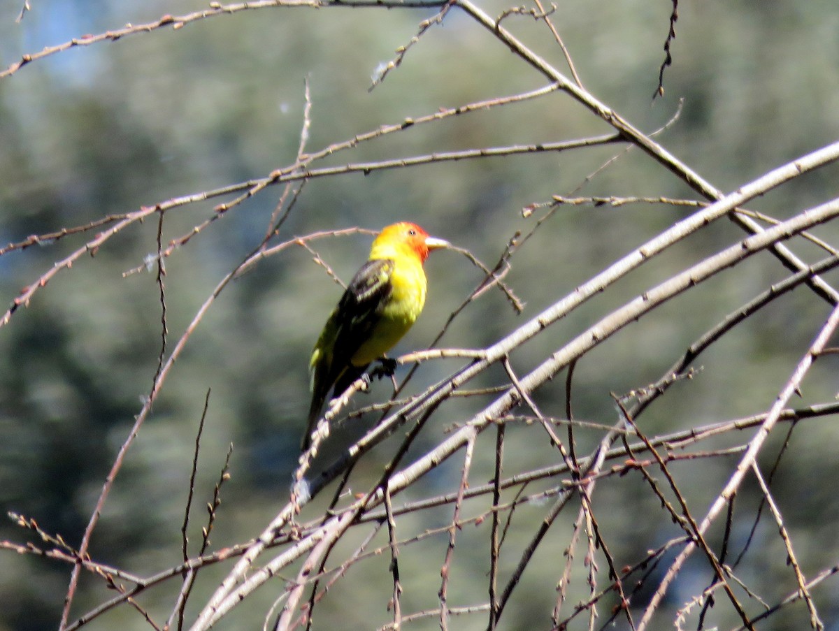 Western Tanager - ML342210411