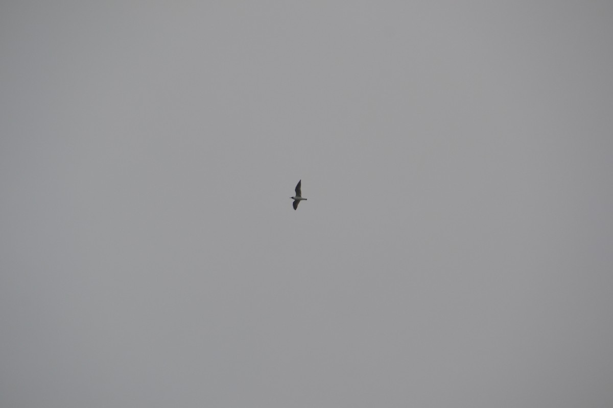 Черноголовая чайка - ML342215311