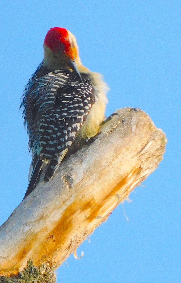 Red-bellied Woodpecker - ML342215671