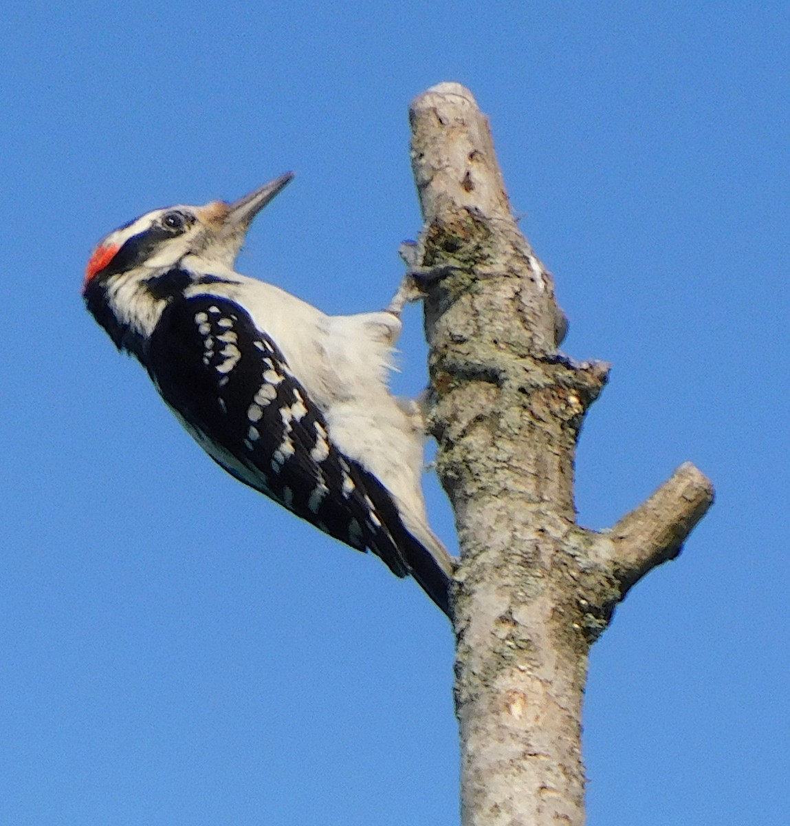 Hairy Woodpecker - ML342215711