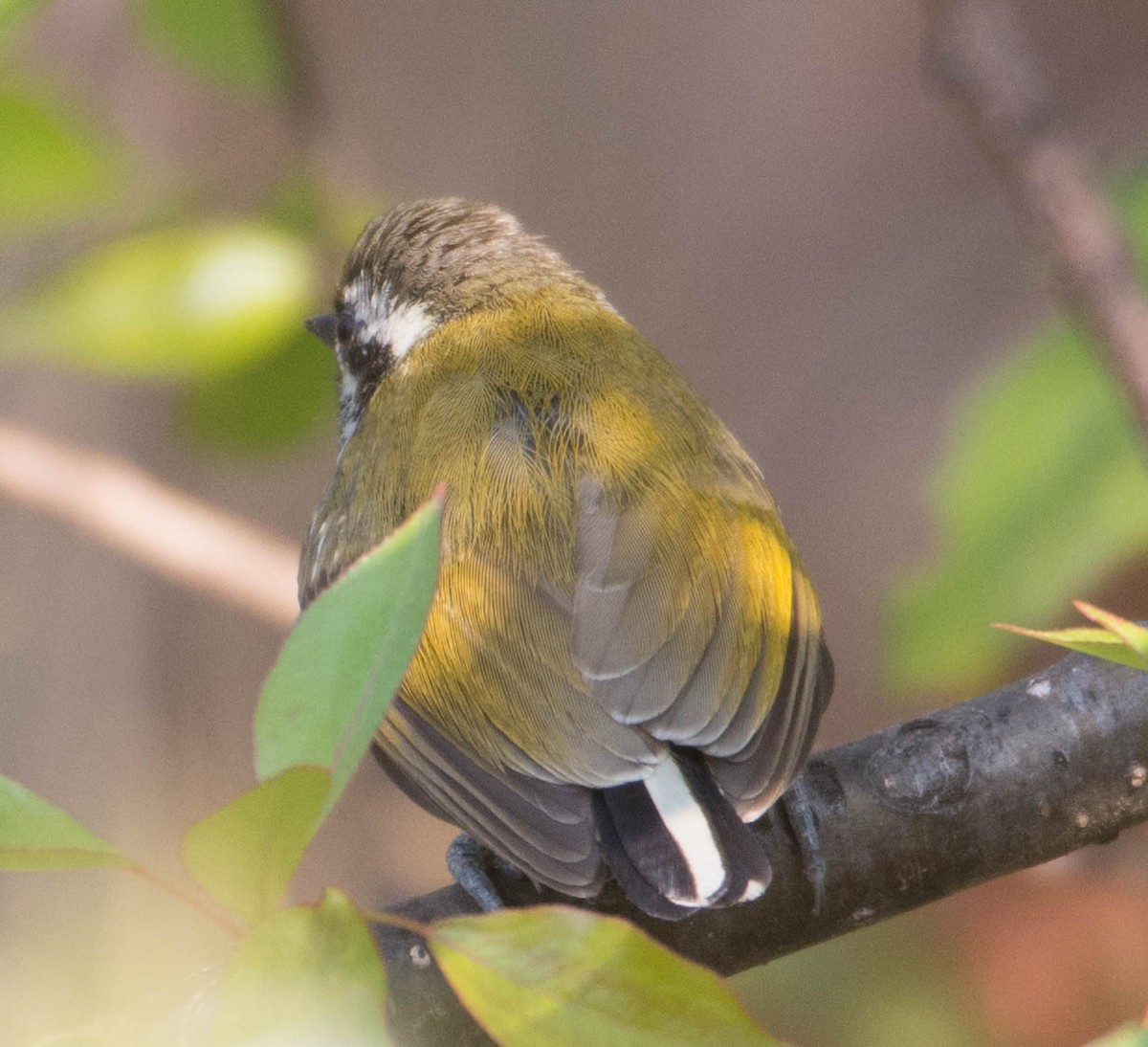 Speckled Piculet - ML342216951