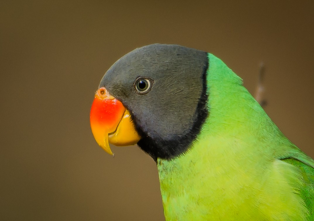 Plum-headed Parakeet - Arunava Bhattacharjee