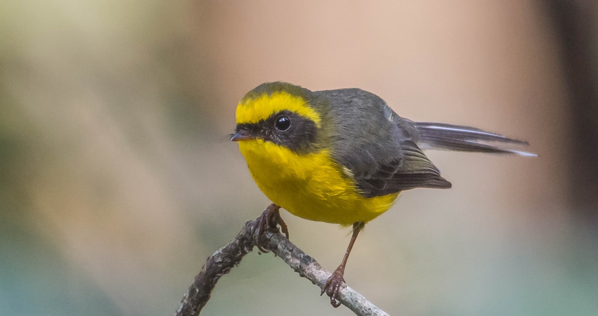 Yellow-bellied Fairy-Fantail - ML342217321