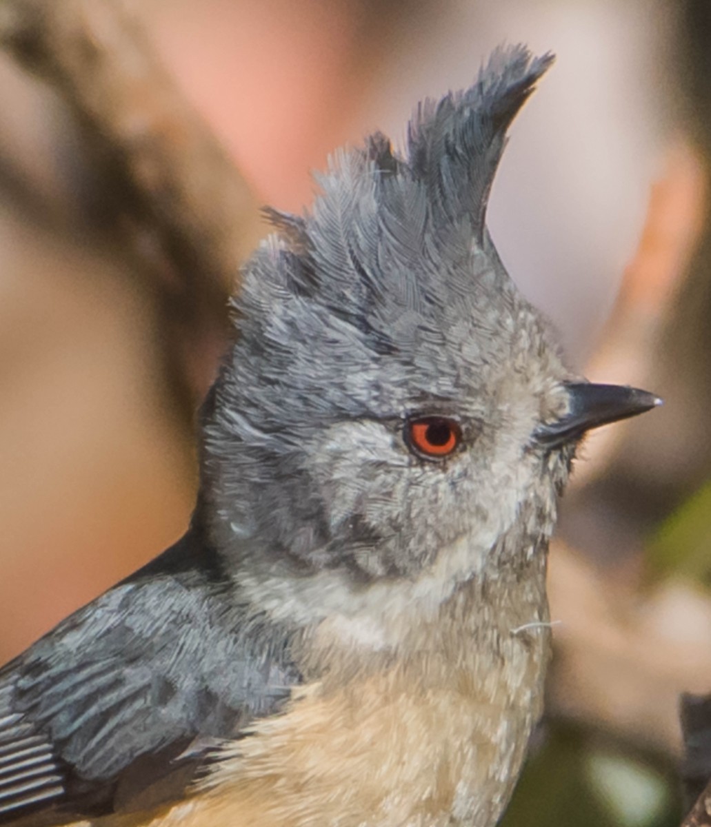 Gray-crested Tit - ML342217471