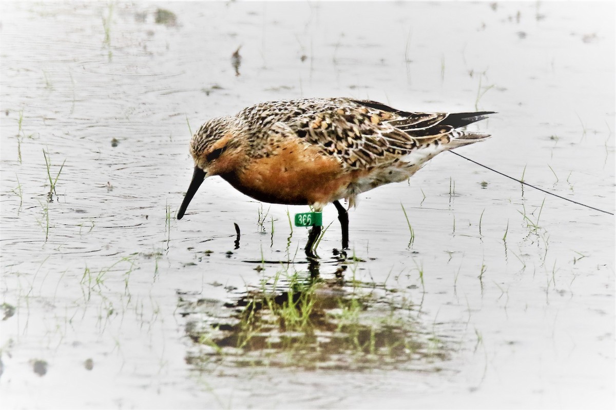 Red Knot - ML342217811