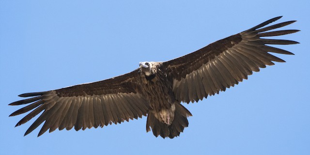 Definitive Basic Cinereous Vulture. - Cinereous Vulture - 