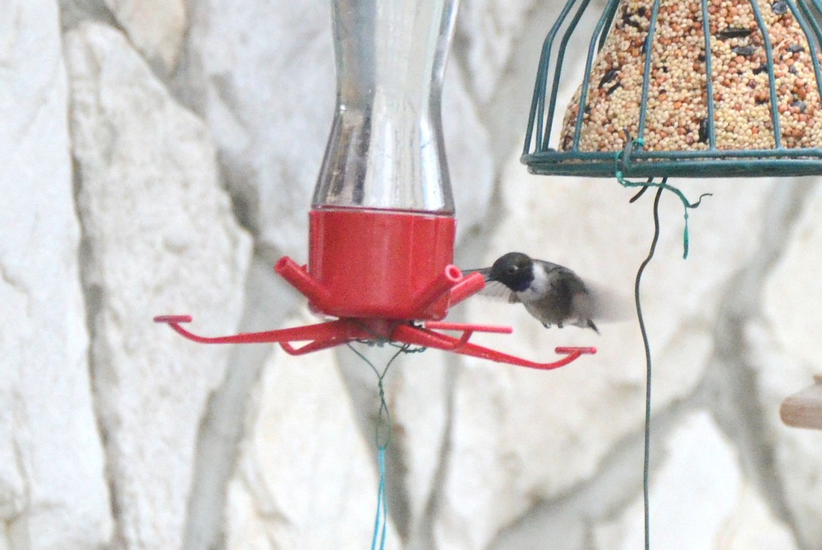 Black-chinned Hummingbird - ML342225761