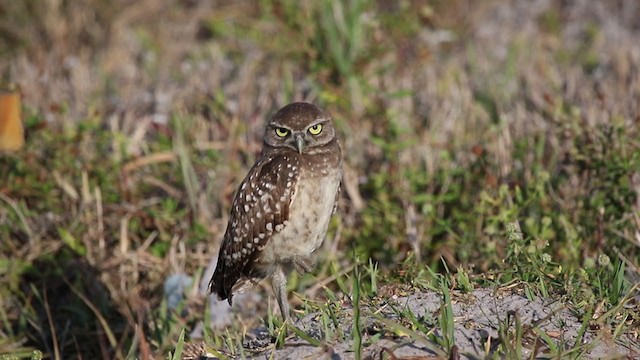 Burrowing Owl (Florida) - ML342227841