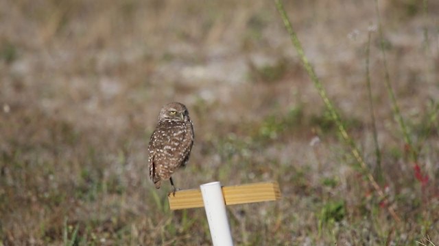 Burrowing Owl (Florida) - ML342227961