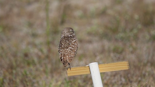 Burrowing Owl (Florida) - ML342227991